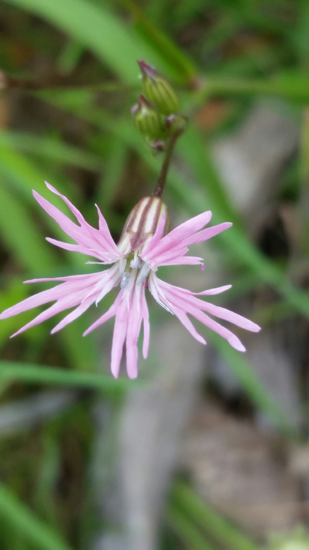 Lychnis flos-cuculi  (Caryophyllaceae)